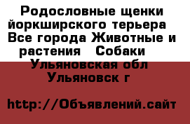 Родословные щенки йоркширского терьера - Все города Животные и растения » Собаки   . Ульяновская обл.,Ульяновск г.